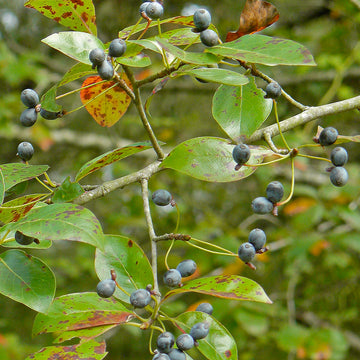 Image of blackgum fruit on a tree.